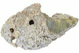 11.8" Agatized Fossil Coral Geode - Florida - #188204-1